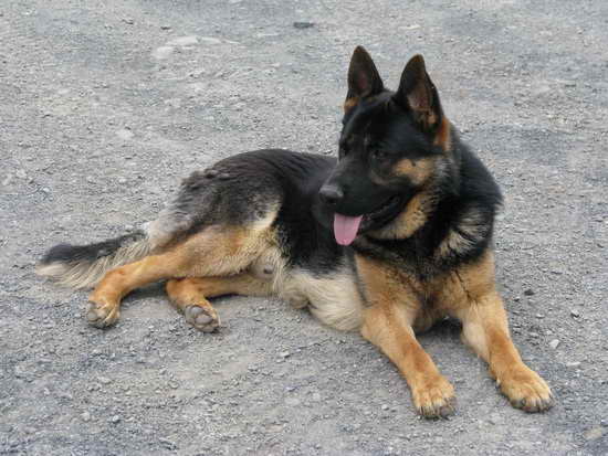 German Shepherd New York