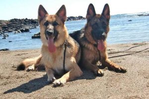 German Shepherd Oahu