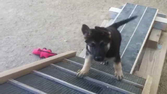 German Shepherd Obstacle Course