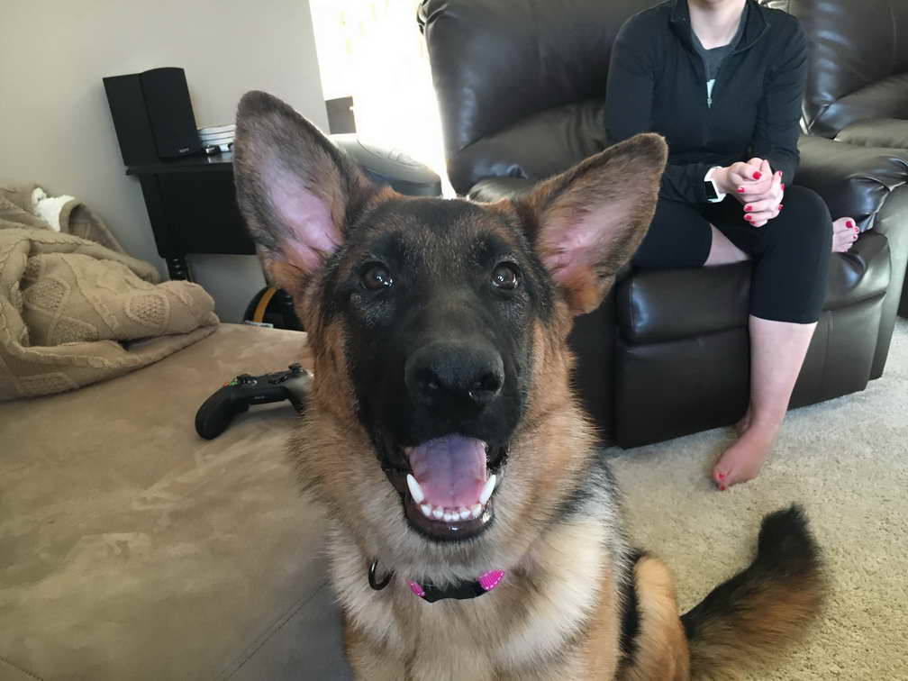 German Shepherd Omaha