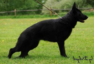 German Shepherd Pedigree Database