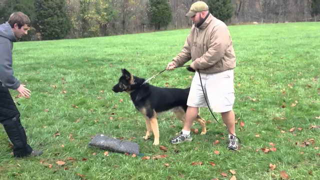 German Shepherd Personal Protection