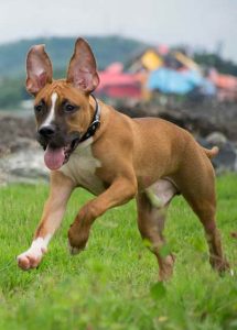 German Shepherd Pitbull Mix
