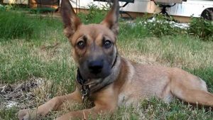 German Shepherd Pitbull Mix Puppies For Sale