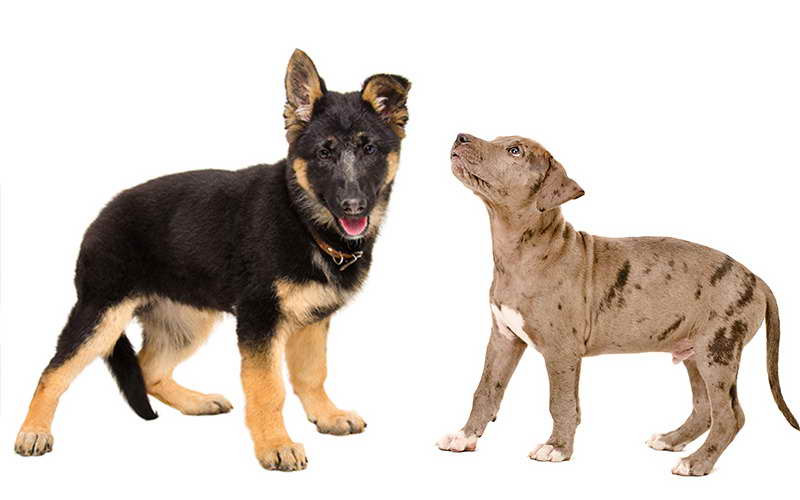 German Shepherd Pitbull Mix Puppies