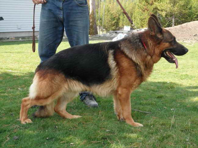 German Shepherd Police Dog For Sale