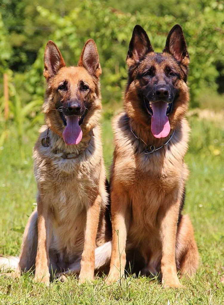 German Shepherd Police Dog Names