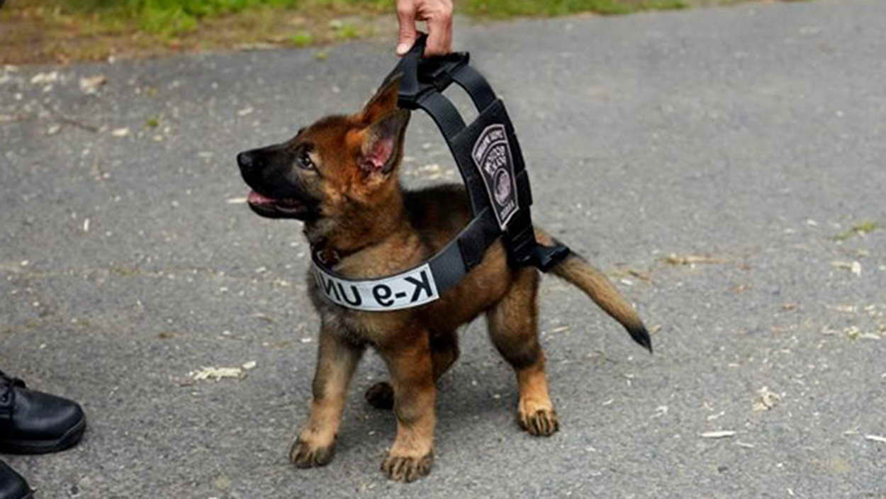 German Shepherd Police Dog Puppies For Sale