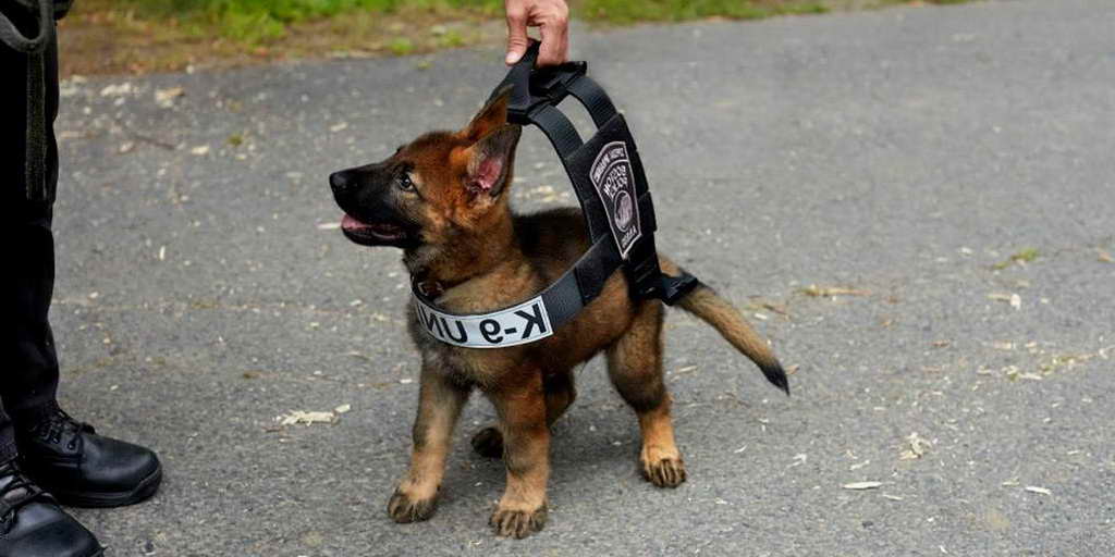 German Shepherd Police Puppy