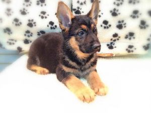 German Shepherd Pomeranian Mix Puppies For Sale