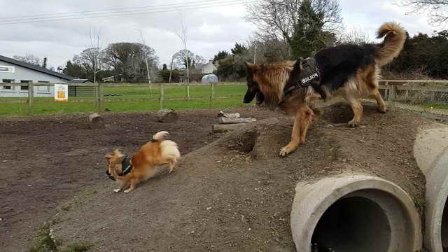 German Shepherd Pomeranian