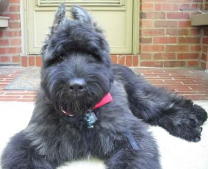 German Shepherd Poodle Mix Breeders