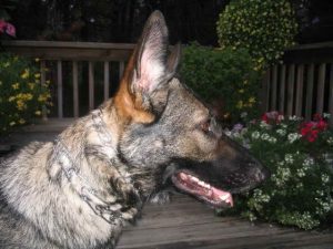 German Shepherd Prong Collar