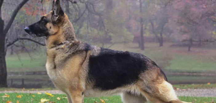 German Shepherd Pros And Cons