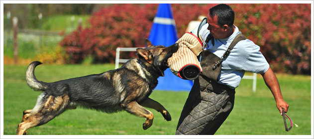 German Shepherd Protection Training