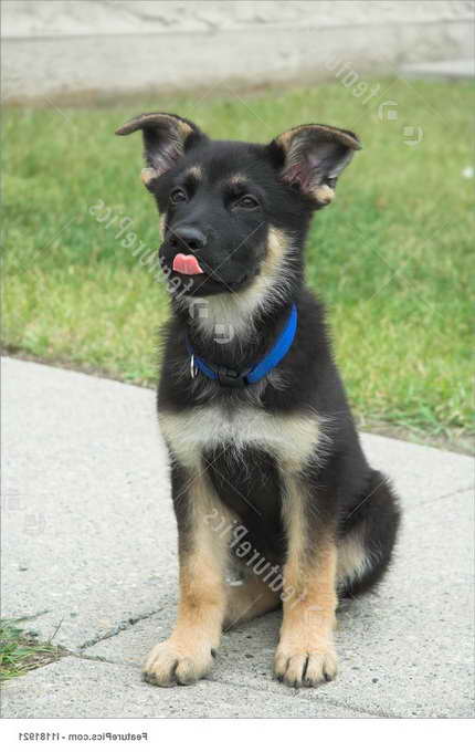 German Shepherd Puppie