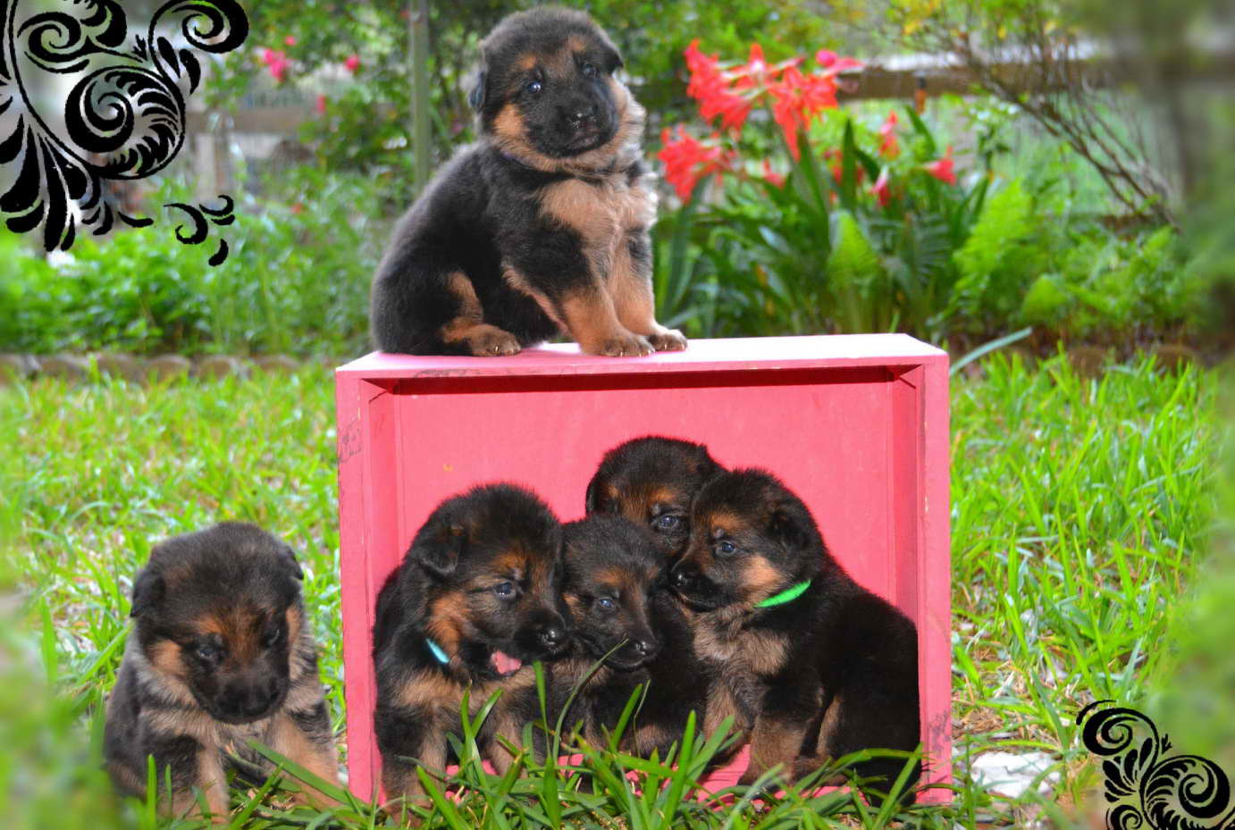 German Shepherd Puppies Adoption Houston