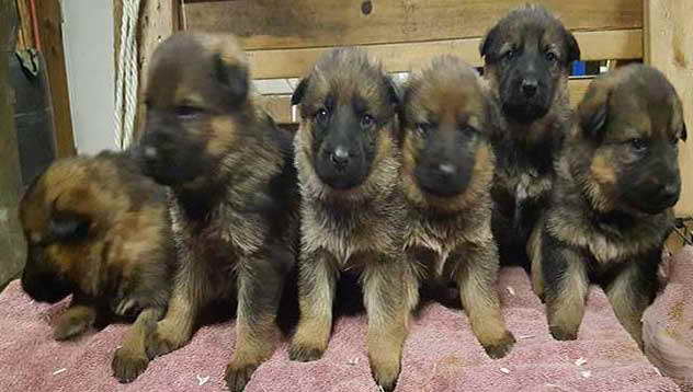 German Shepherd Puppies Adoption Ohio