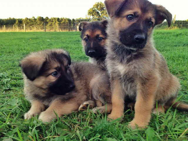 German Shepherd Puppies Adoption