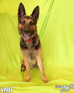 German Shepherd Puppies Akron Ohio