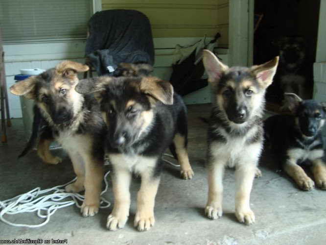 German Shepherd Puppies Amarillo Tx