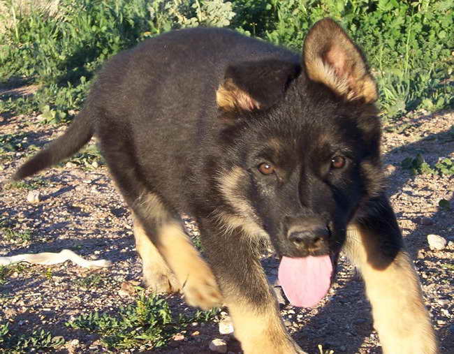 German Shepherd Puppies Az