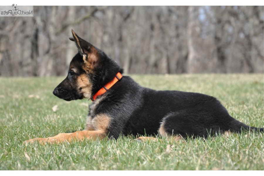 German Shepherd Puppies Baton Rouge | PETSIDI