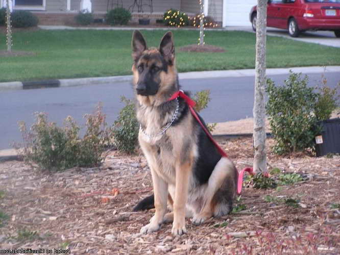 German Shepherd Puppies Charlotte