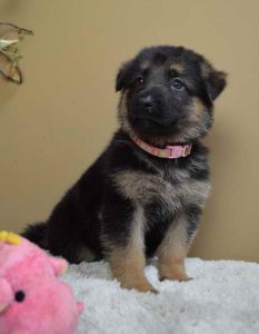 German Shepherd Puppies Chattanooga Tn