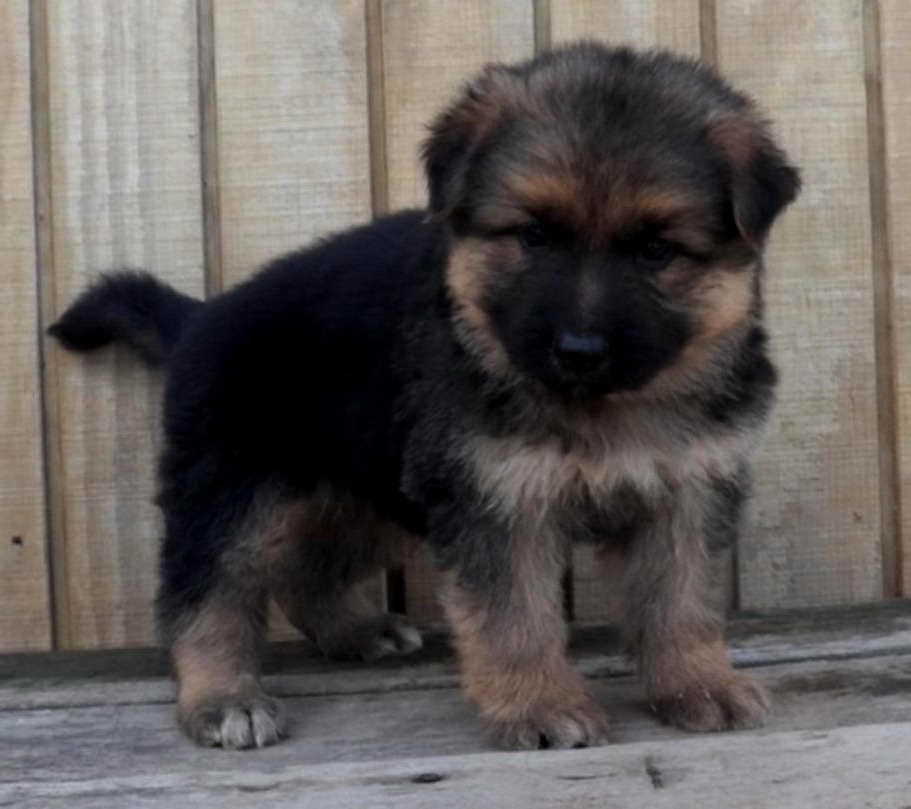 German Shepherd Puppies Cincinnati