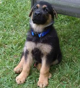 German Shepherd Puppies Cleveland Ohio
