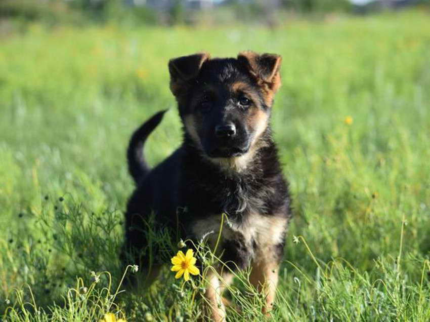 German Shepherd Puppies Colorado