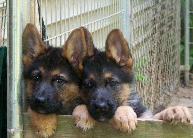 German Shepherd Puppies Connecticut