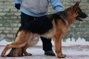 German Shepherd Puppies Dallas Tx