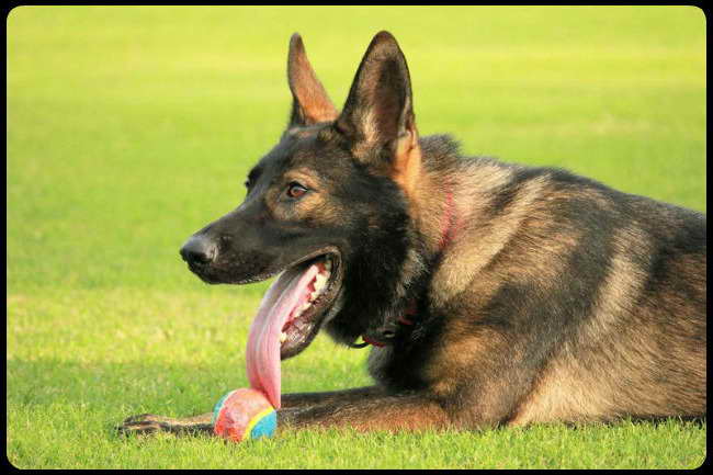 German Shepherd Puppies Dallas