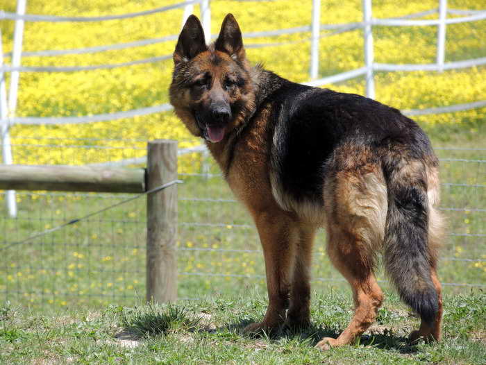 German Shepherd Puppies Delaware