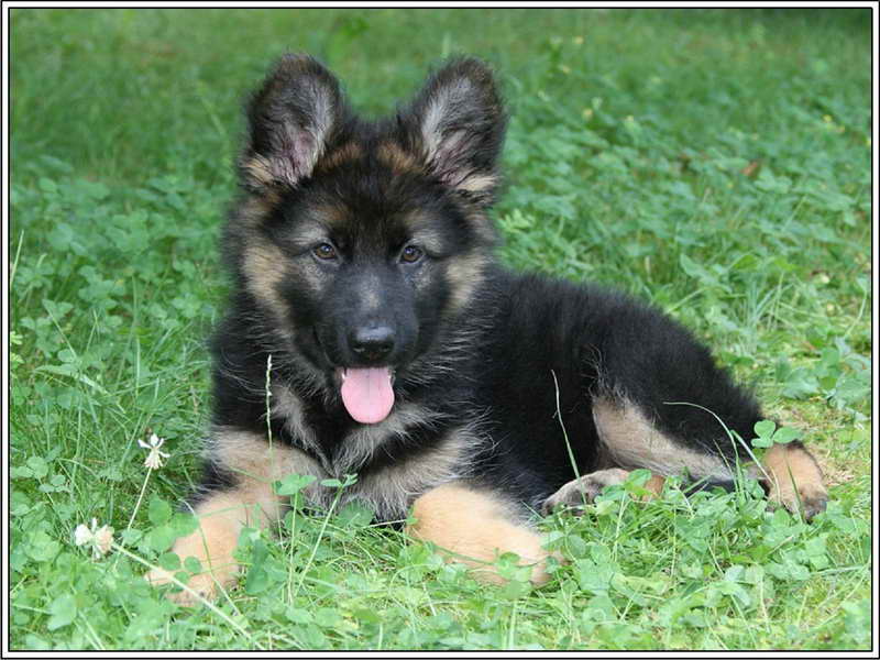 German Shepherd Puppies Ebay