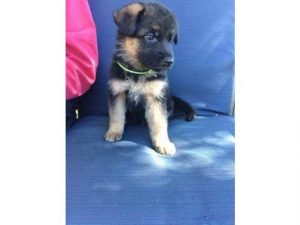 German Shepherd Puppies El Paso