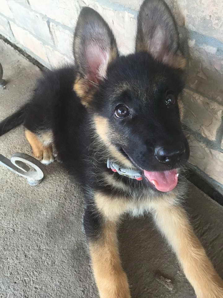 German Shepherd Puppies Female