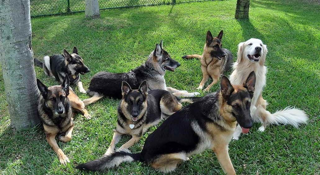 German Shepherd Puppies For Adoption Florida