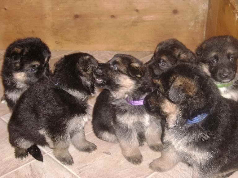 German Shepherd Puppies For Adoption Illinois | PETSIDI