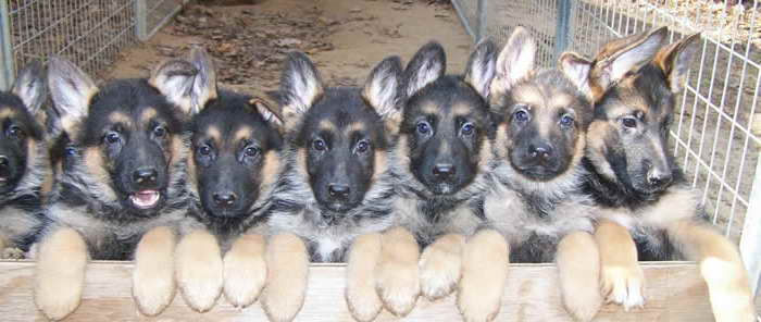 German Shepherd Puppies For Adoption In Michigan