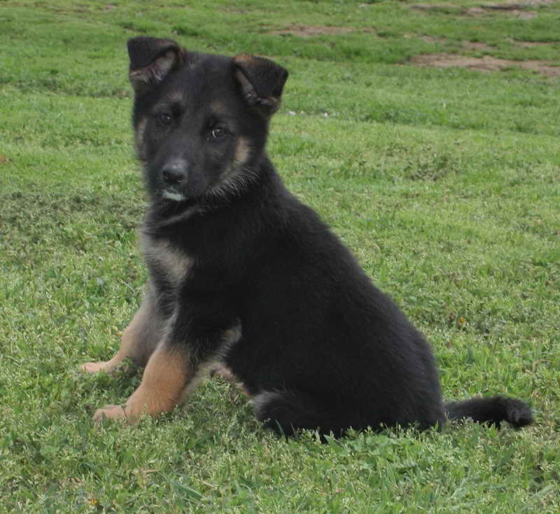 German Shepherd Puppies For Adoption In Oklahoma