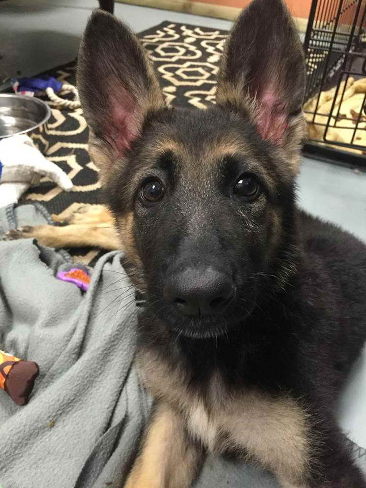 German Shepherd Puppies For Rescue