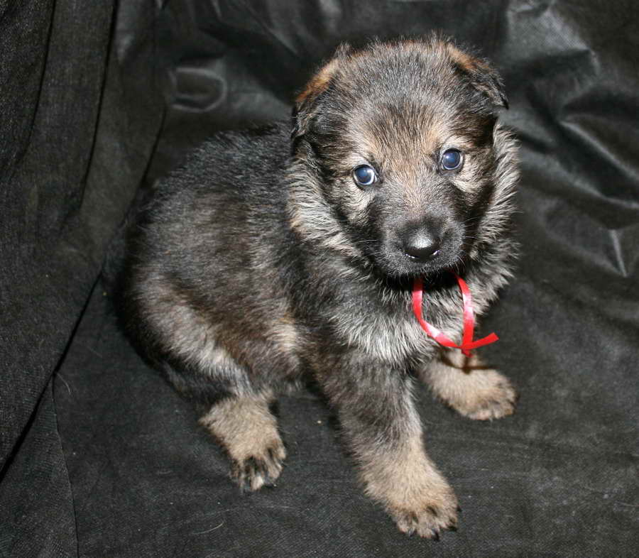 German Shepherd Puppies For Sale California