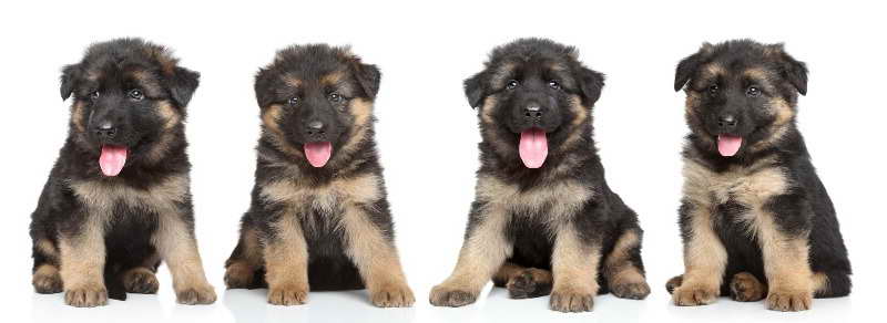 German Shepherd Puppies For Sale Ct