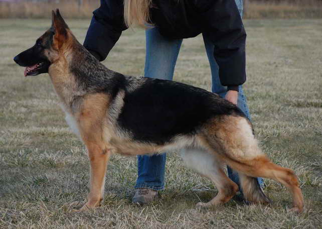 German Shepherd Puppies For Sale Idaho