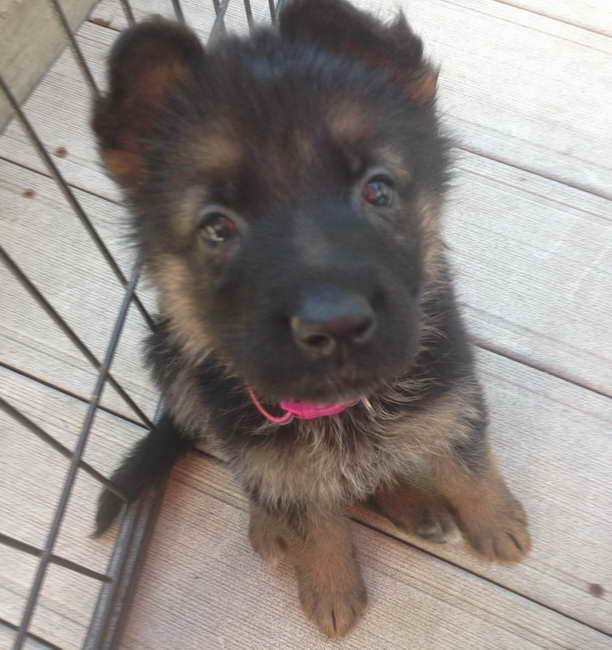 German Shepherd Puppies For Sale Illinois