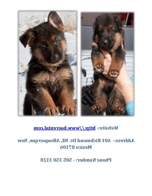 German Shepherd Puppies For Sale In Albuquerque
