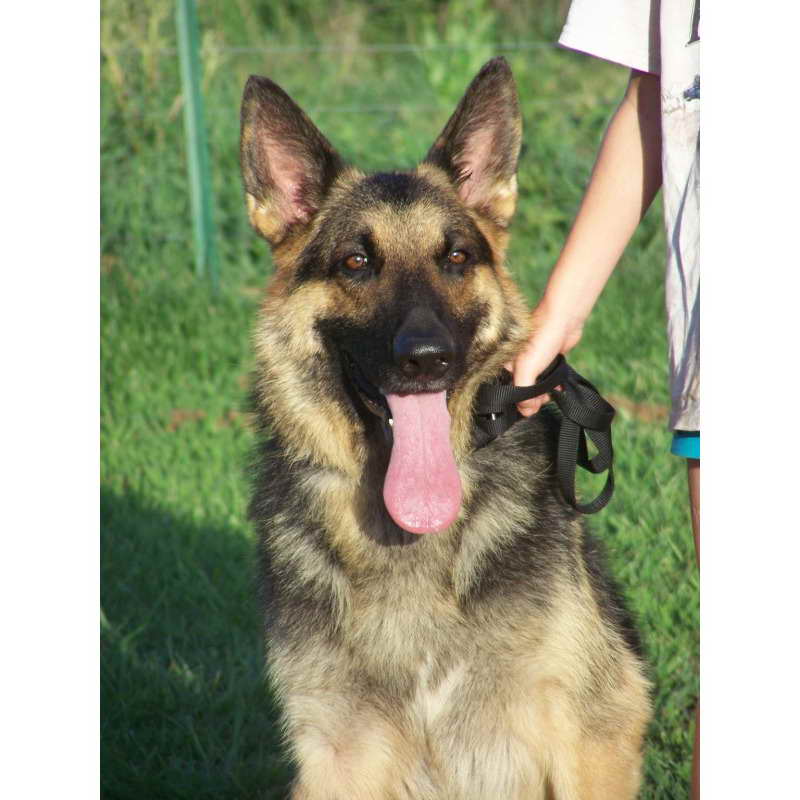 German Shepherd Puppies For Sale In Arkansas | PETSIDI